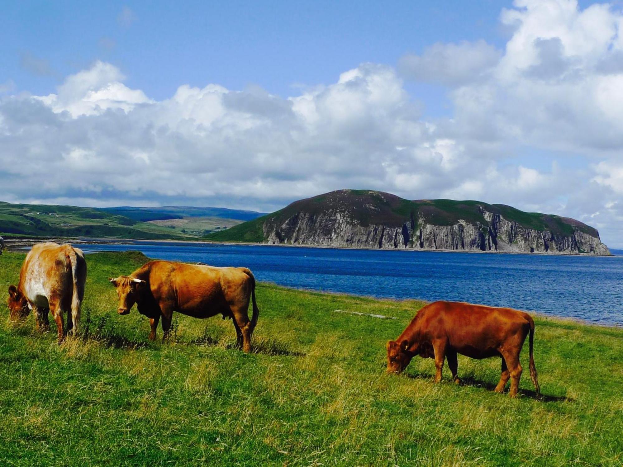 Rural Farmhouse On Kintyre, West Coast Hidden Gem Kildalloig 外观 照片